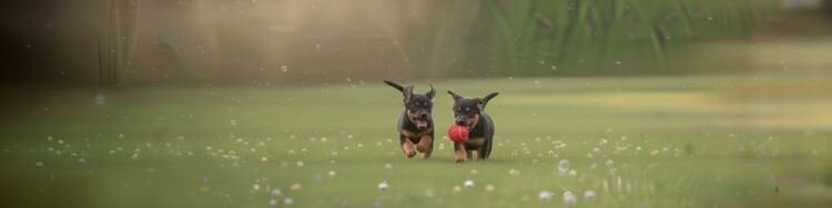 Imagen panorámica de un perro Rottweiler adulto de línea alemana posando en un campo verde en Medellín