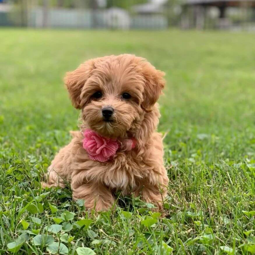 Cachorro Maltipoo de color dorado o miel con pelaje brillante en AmoraPets Medellín