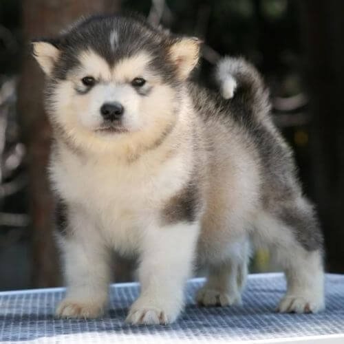 cachorros alaskan malamute colombia venta raza grande