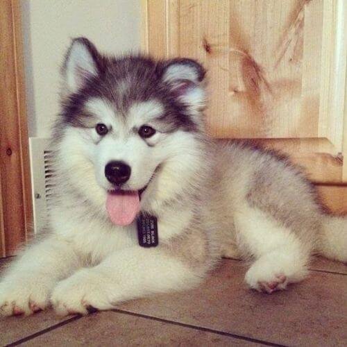 Alaskan Malamute de manto negro intenso y blanco puro sentado en la nieve, destacando el fuerte contraste y su porte aristocrático.