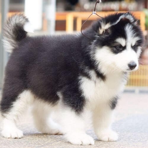 alaskan malamute negro blanco elegante medellin amorapets