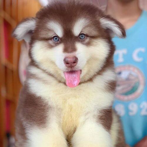 alaskan malamute rojo fuego exotico medellin amorapets