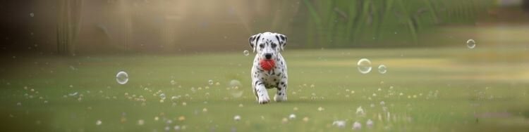 Perro Dálmata adulto mostrando su estructura atlética y manchas simétricas en un parque