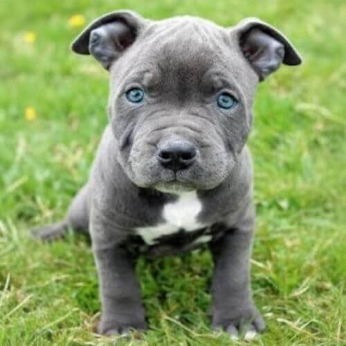 american bully blue cachorro gris medellin.