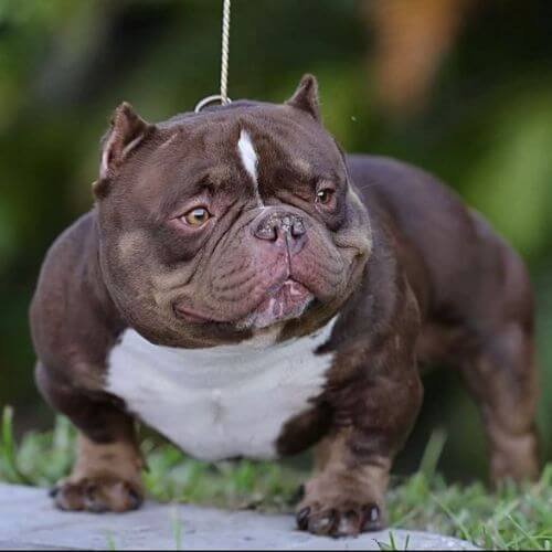 Cachorro American Bully de color chocolate sólido, con ojos color ámbar y musculatura ancha definida, disponible en AmoraPets Medellín.