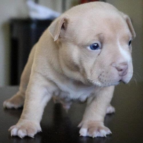 american bully crema champagne exclusivo medellin.