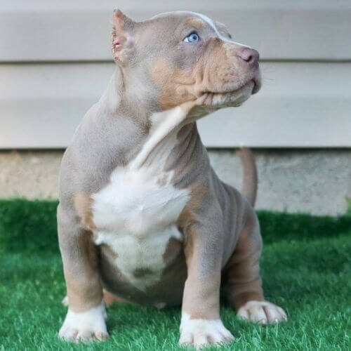 Cachorro American Bully color Lilac (tono arena violáceo) con ojos claros, nariz higado y estructura musculosa compacta.
