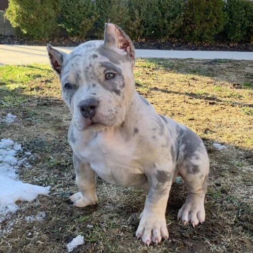 Cachorro American Bully color Merle (manchas irregulares sobre fondo claro) con estructura musculosa y expresión potente, disponible en Medellín.
