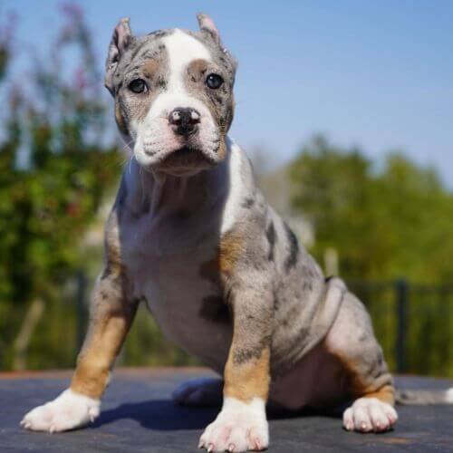 Cachorro American Bully con patrón Merle (manchas irregulares) de estructura masiva y ojos claros, disponible en AmoraPets Medellín.