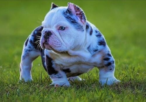 american bully pocket cachorro apartamento medellín