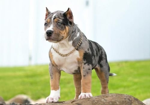 Ejemplar de American Bully tipo Standard con postura imponente, mostrando extremidades proporcionales, musculatura limpia y una estructura atlética superior.