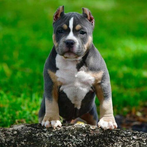 Cachorro American Bully tri-color con marcas definidas en cejas, mejillas y patas sobre base oscura, mostrando una estructura ósea potente.