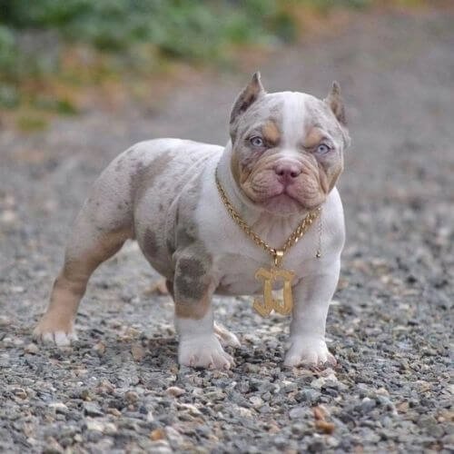 Cachorro American Bully de raza pura con excelente estructura ósea en Amorapets.
