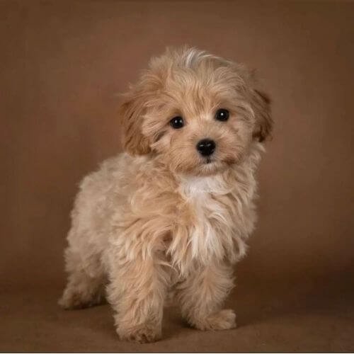 Cachorro Maltipoo de raza pura en venta, criadero Amorapets Colombia.