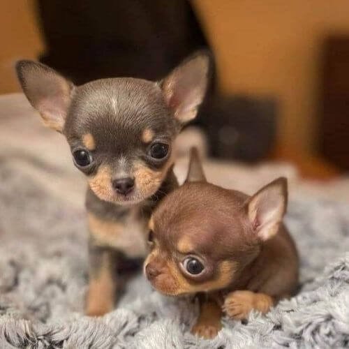 Cachorro Pincher miniatura de raza pura disponible en el criadero Amorapets.