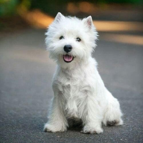 Cachorro Westy de pelo blanco y raza pura disponible en Amorapets.