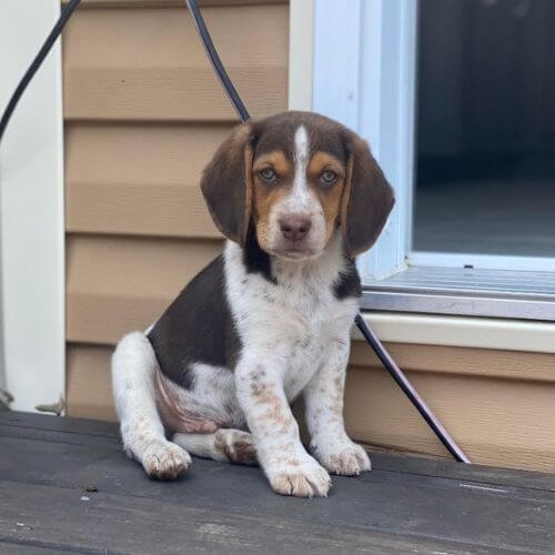 Cachorro Beagle chocolate tricolor con manto marrón intenso, ojos color miel y estructura robusta, seleccionado por AmoraPets Medellín.