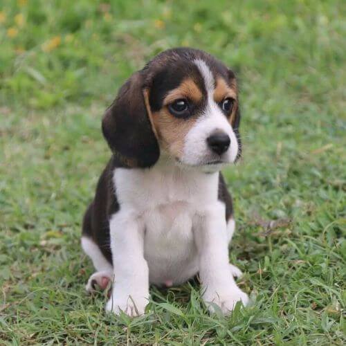 Cachorro Beagle tricolor con manto negro sólido, marcas blancas impecables y tonos fuego definidos, seleccionado por su excelente genética.