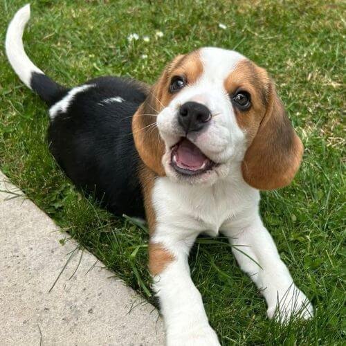 Cachorro Beagle tricolor (manto negro, blanco y café) con sus características orejas largas caídas y mirada tierna, ideal para familias activas.