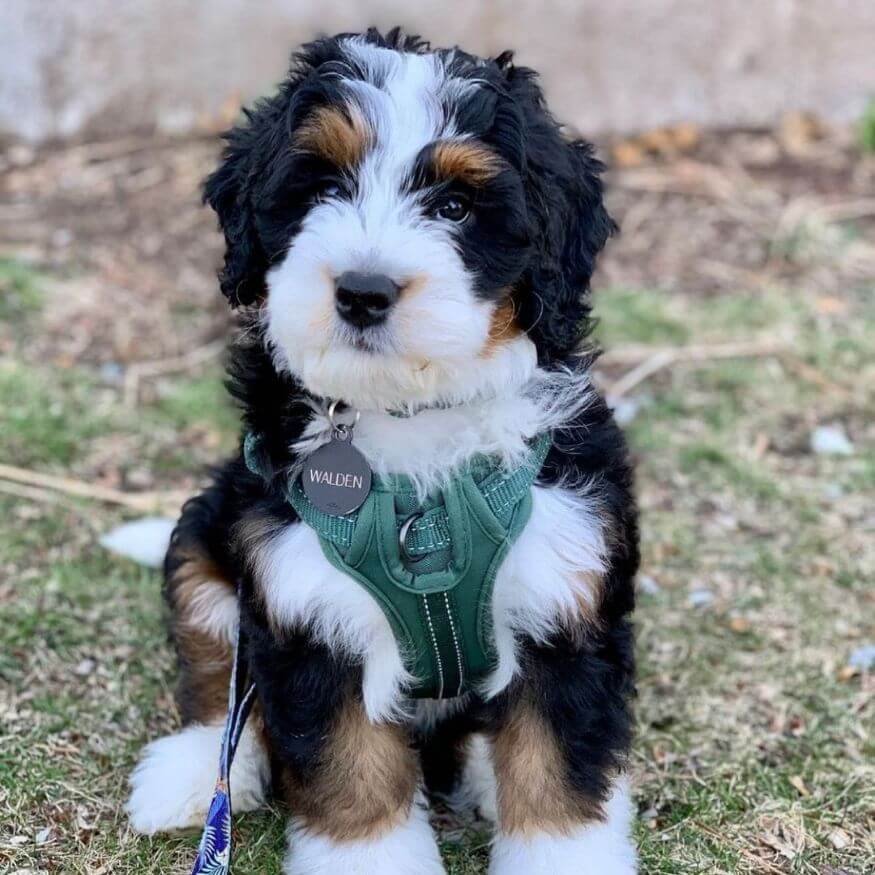 Cachorro Bernedoodle tricolor de pelaje rizado y temperamento noble en Amorapets