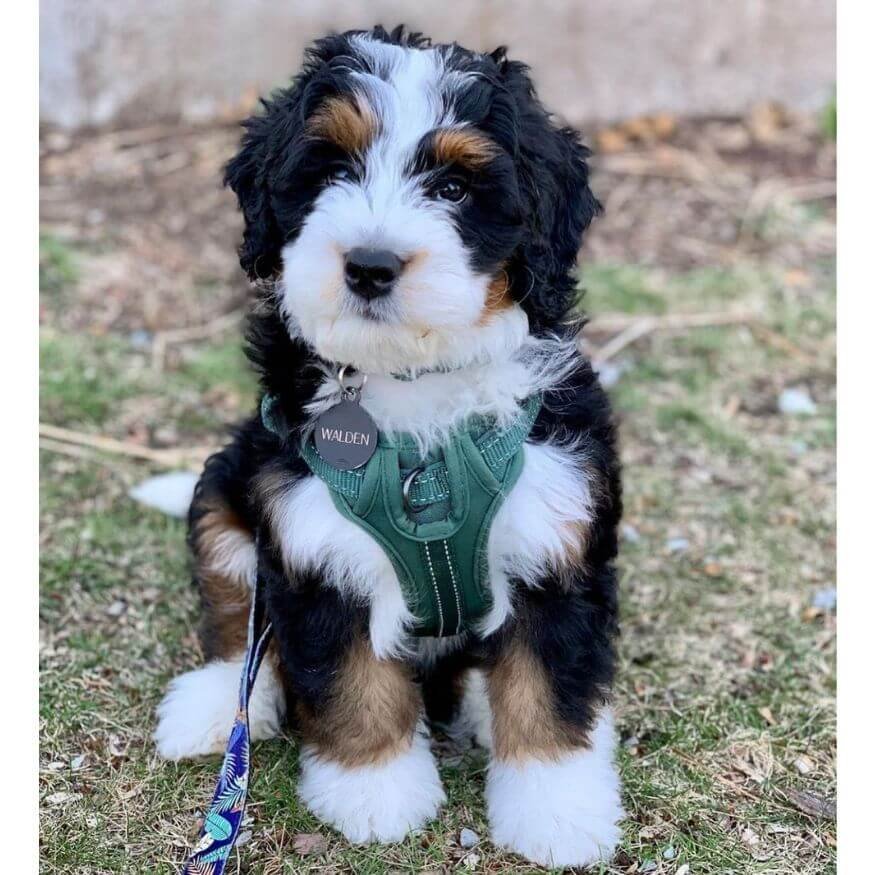 Cachorro Bernedoodle en AmoraPets Colombia