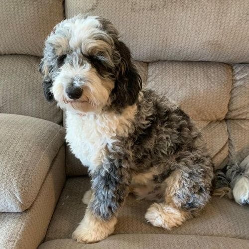 Cachorro Bernedoodle color merle con manchas grises y azules únicas en AmoraPets.