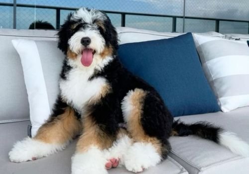 Cachorro Bernedoodle tamaño estándar de estructura fuerte y pelaje denso en AmoraPets.