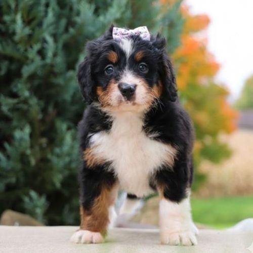 Cachorro Bernedoodle tricolor con marcas simétricas negro, blanco y fuego en AmoraPets.