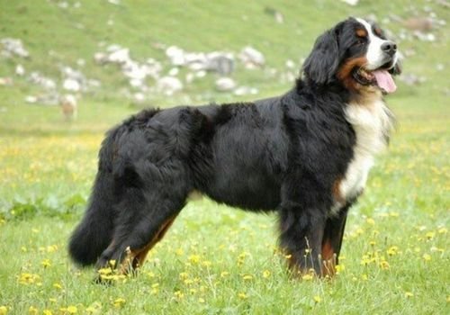 Perro Bernés de la Montaña adulto de raza pura posando en un campo de césped verde.