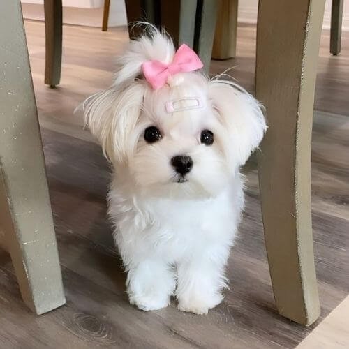 Cachorro Bichón Maltés blanco con moño rosa en Medellín.