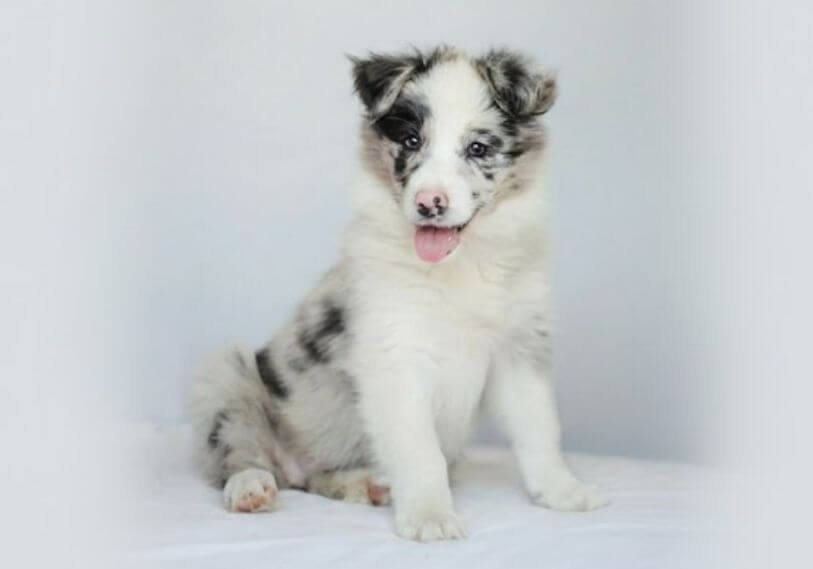 Cachorro Border Collie Blue Merle con manchas grises y ojos claros en Amorapets Medellín