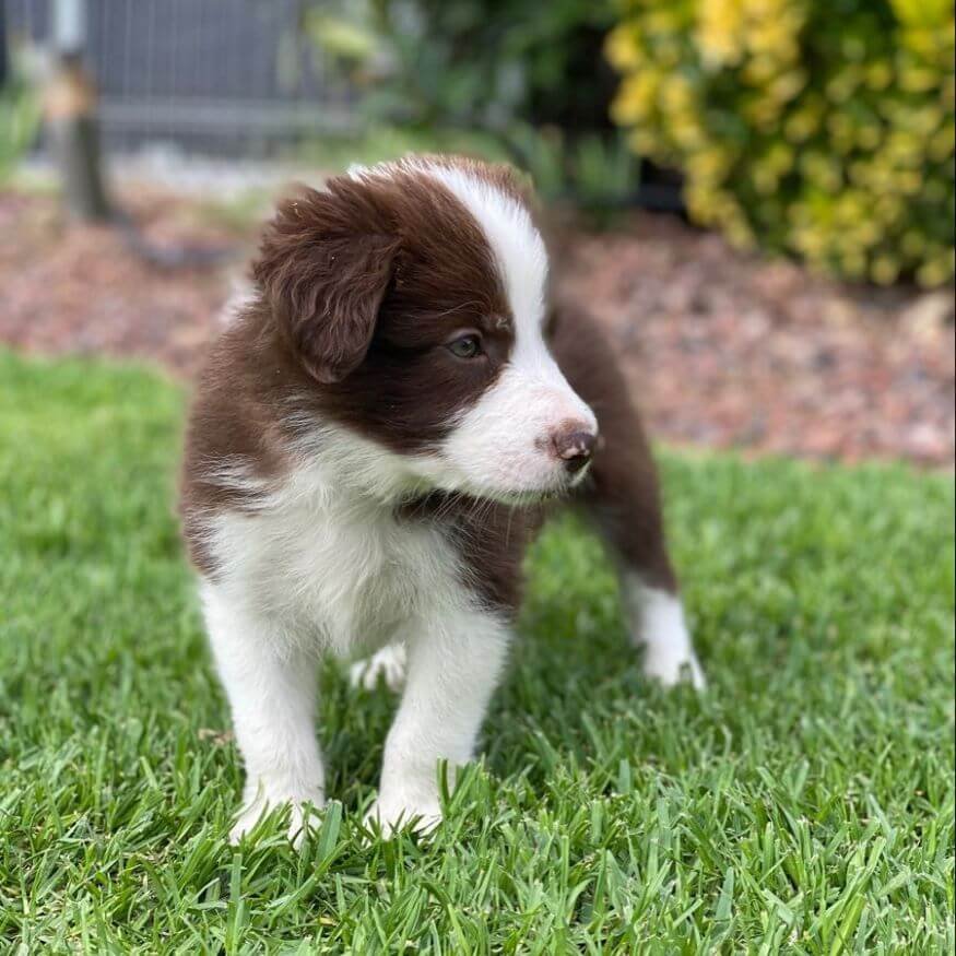Cachorro Border Collie color chocolate y blanco de mirada dulce en Amorapets Medellín