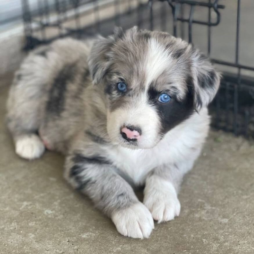 Cachorro Border Collie Blue Merle con manchas grises y ojos claros en Amorapets Medellín