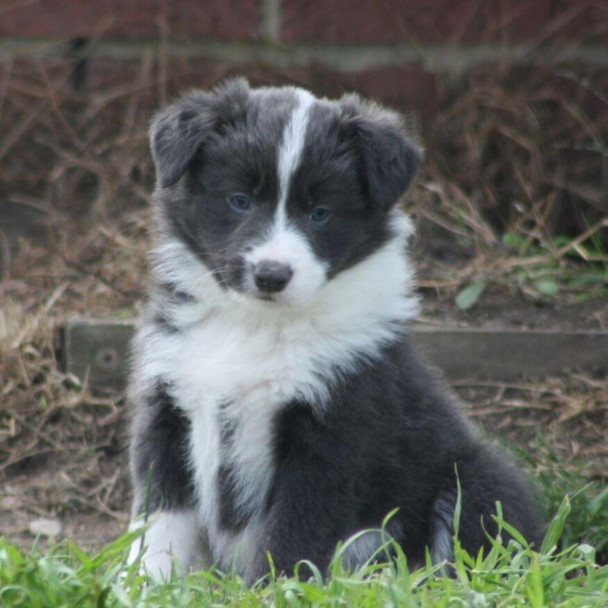 Cachorro Border Collie color Lilac con ojos claros, una variedad exótica en Amorapets Medellín