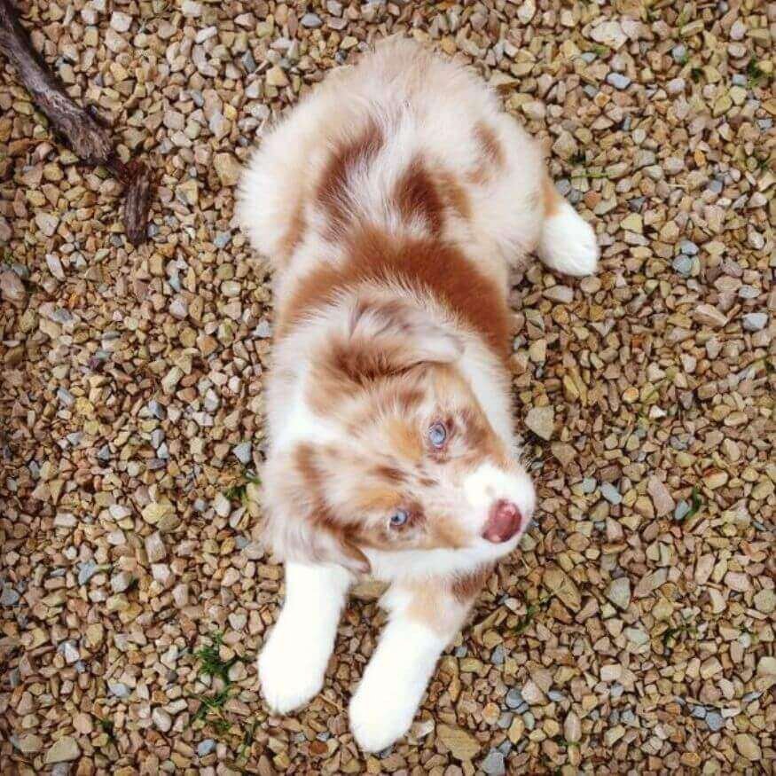 Cachorro Border Collie Red Merle de pelaje canela jaspeado en Amorapets Medellín