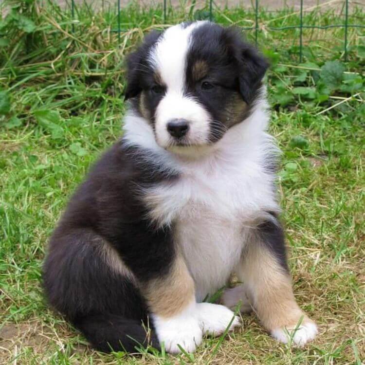 Cachorro Border Collie tricolor con marcas fuego en mejillas y cejas en Amorapets Medellín