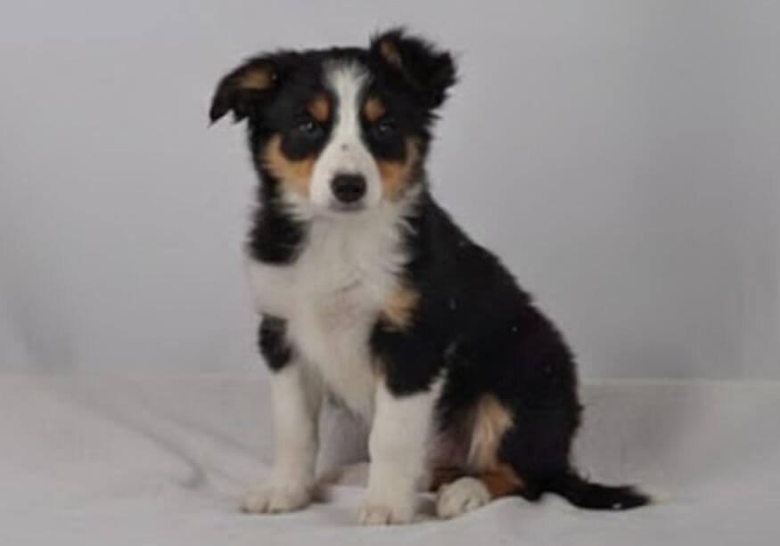 Cachorro Border Collie tricolor de alta calidad genética en AmoraPets