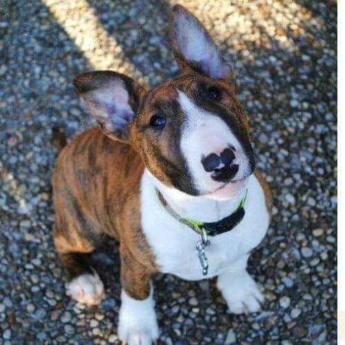 bull terrier atigrado brindle cachorro medellin.