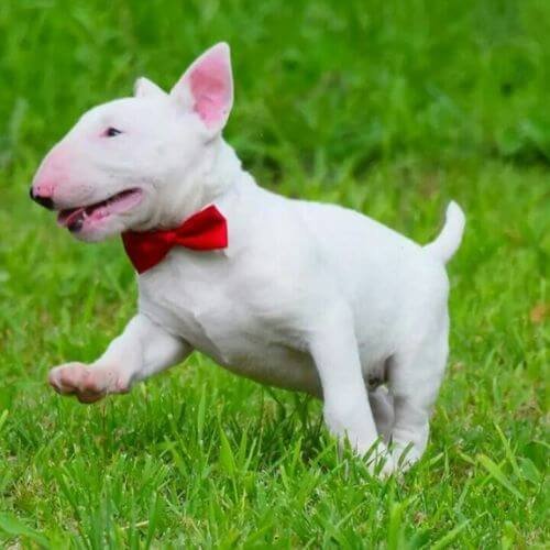 bull terrier ingles blanco puro cachorro medellin. (1)