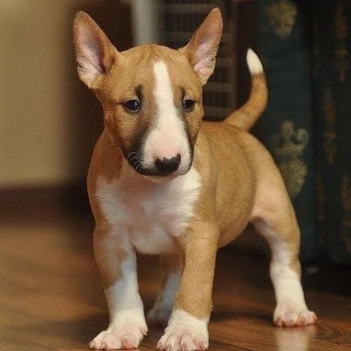 Cachorro Bull Terrier Inglés robusto, mostrando su característica cabeza curvada (forma de huevo) y ojos triangulares, con expresión alegre y amistosa.