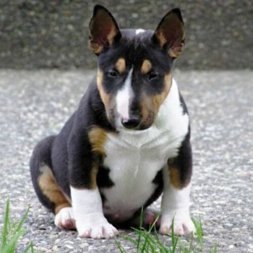 Cachorro Bull Terrier de color negro sólido con collar blanco, pecho blanco y marcas de color fuego en las mejillas y patas, destacando su elegancia y robustez.