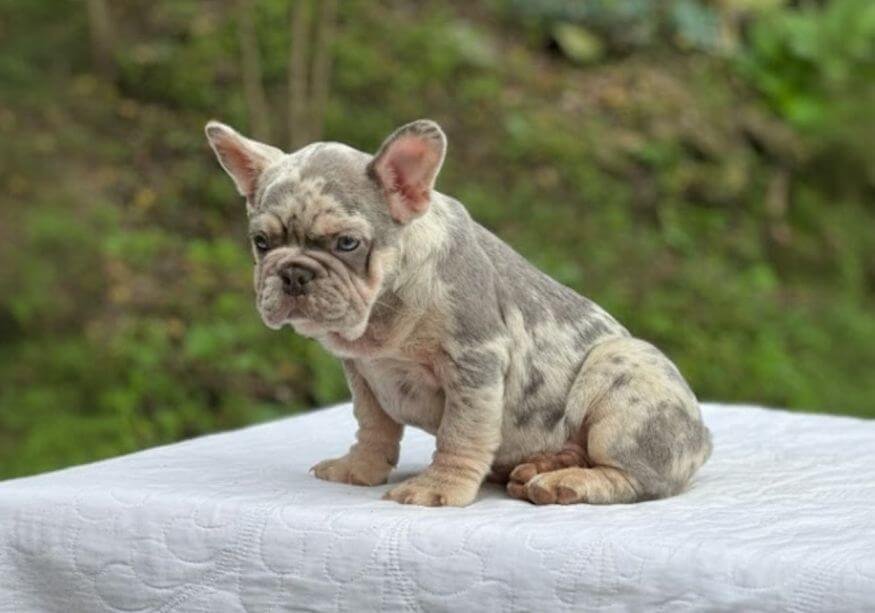 Cachorro Bulldog Francés Big Rope con pliegue nasal grueso y estructura compacta en AmoraPets Medellín