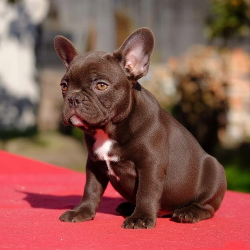Cachorro Bulldog Francés color chocolate sólido con ojos claros y estructura compacta en AmoraPets