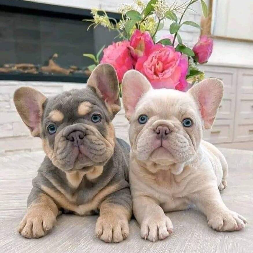 Cachorro Bulldog Francés de alta genética y estructura perfecta en AmoraPets Medellín