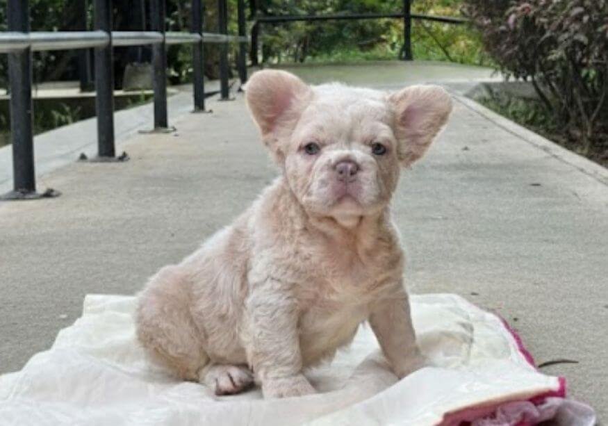 Cachorro Bulldog Francés Fluffy de pelo largo y sedoso en AmoraPets Medellín