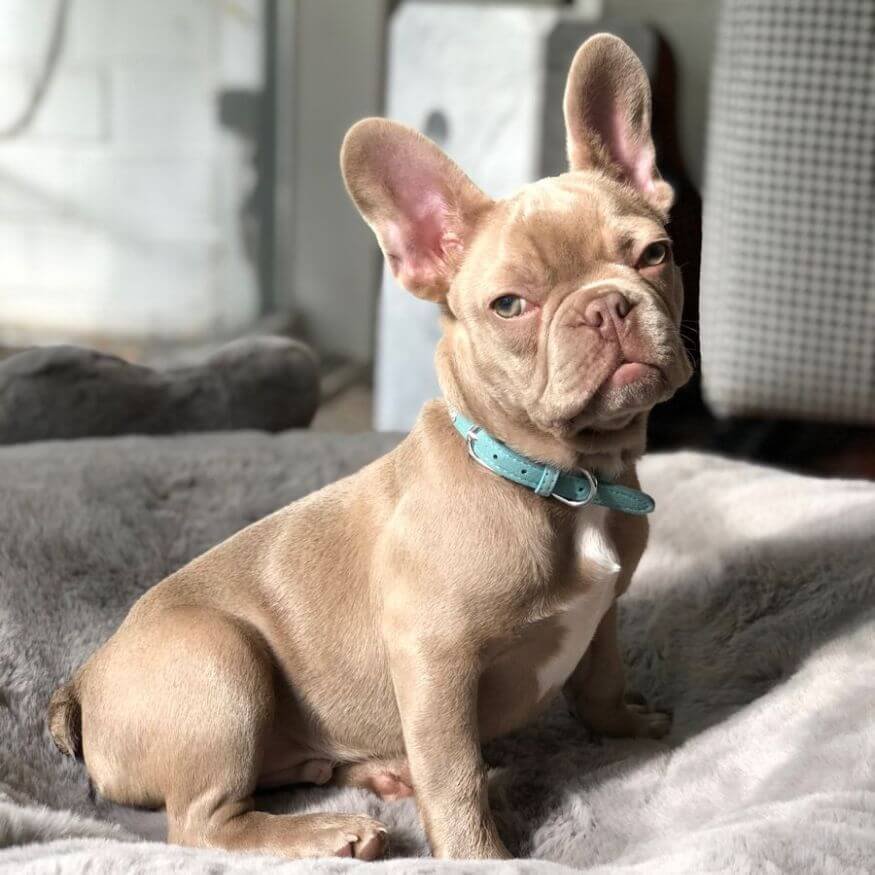Cachorro Bulldog Francés color Isabella con pelaje beige satinado y ojos claros en AmoraPets Medellín