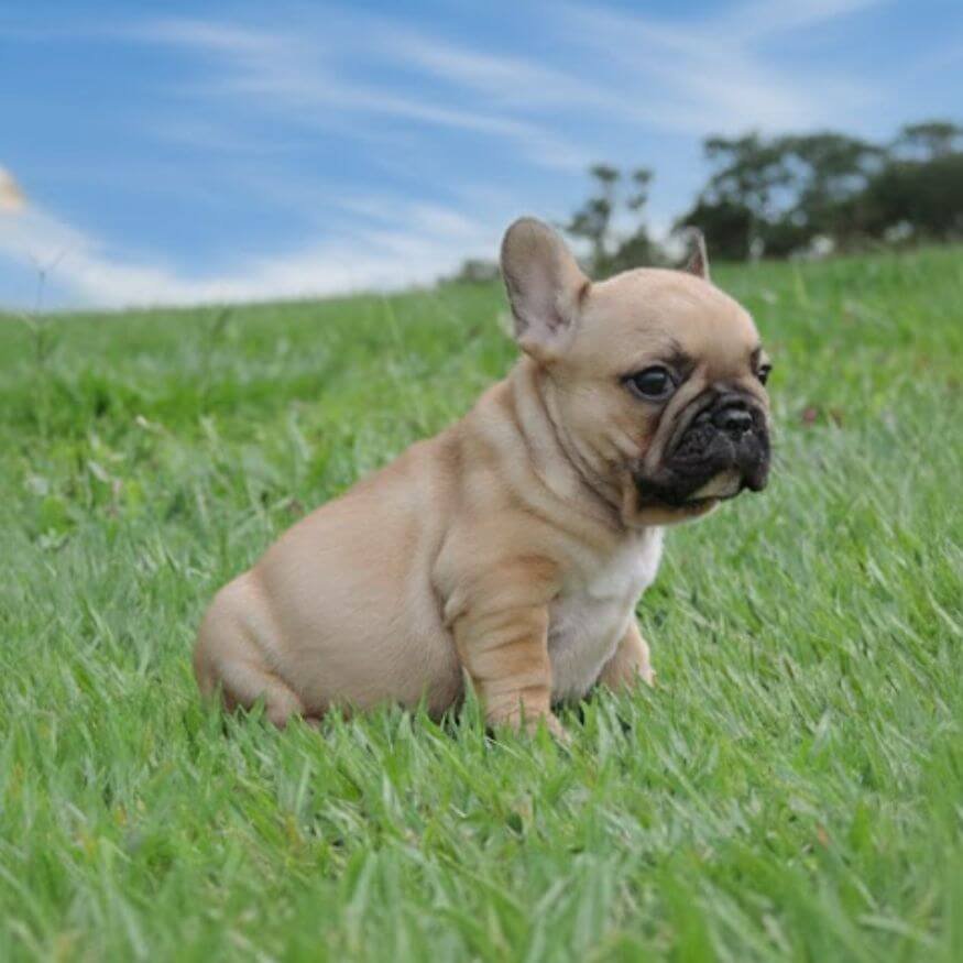 Cachorro Bulldog Francés color leonado con máscara negra profunda en AmoraPets Medellín
