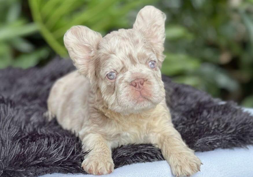 Cachorro Bulldog Francés Pink de alta genética con tonalidades rosadas y ojos claros en AmoraPets