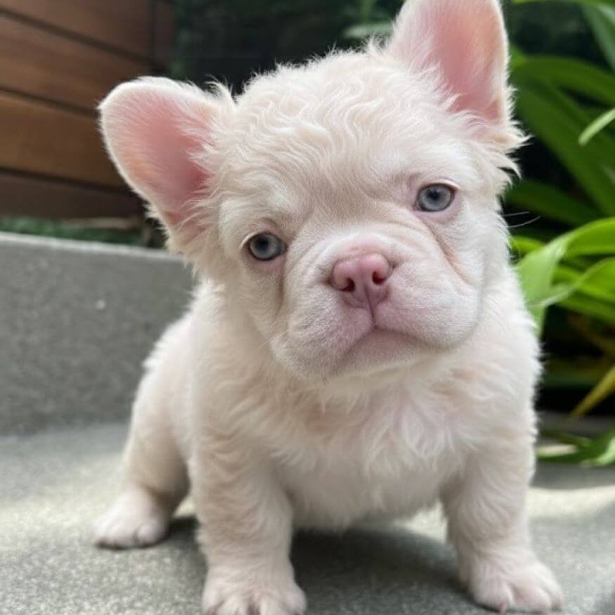 Cachorro Bulldog Francés Pink Fluffy de pelo largo y tono rosado exótico en AmoraPets Medellín
