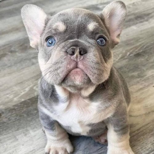 Cachorro bulldog francés de color exótico disponible en Medellín.